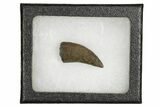 Fossil Tyrannosaur (Nanotyrannus) Tooth - Wyoming #379749-2